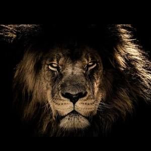 Meet your Posher, Armando